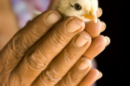 Die Kinder sind lngst ausgeflogen, jetzt werden die Kcken gehttet:-)